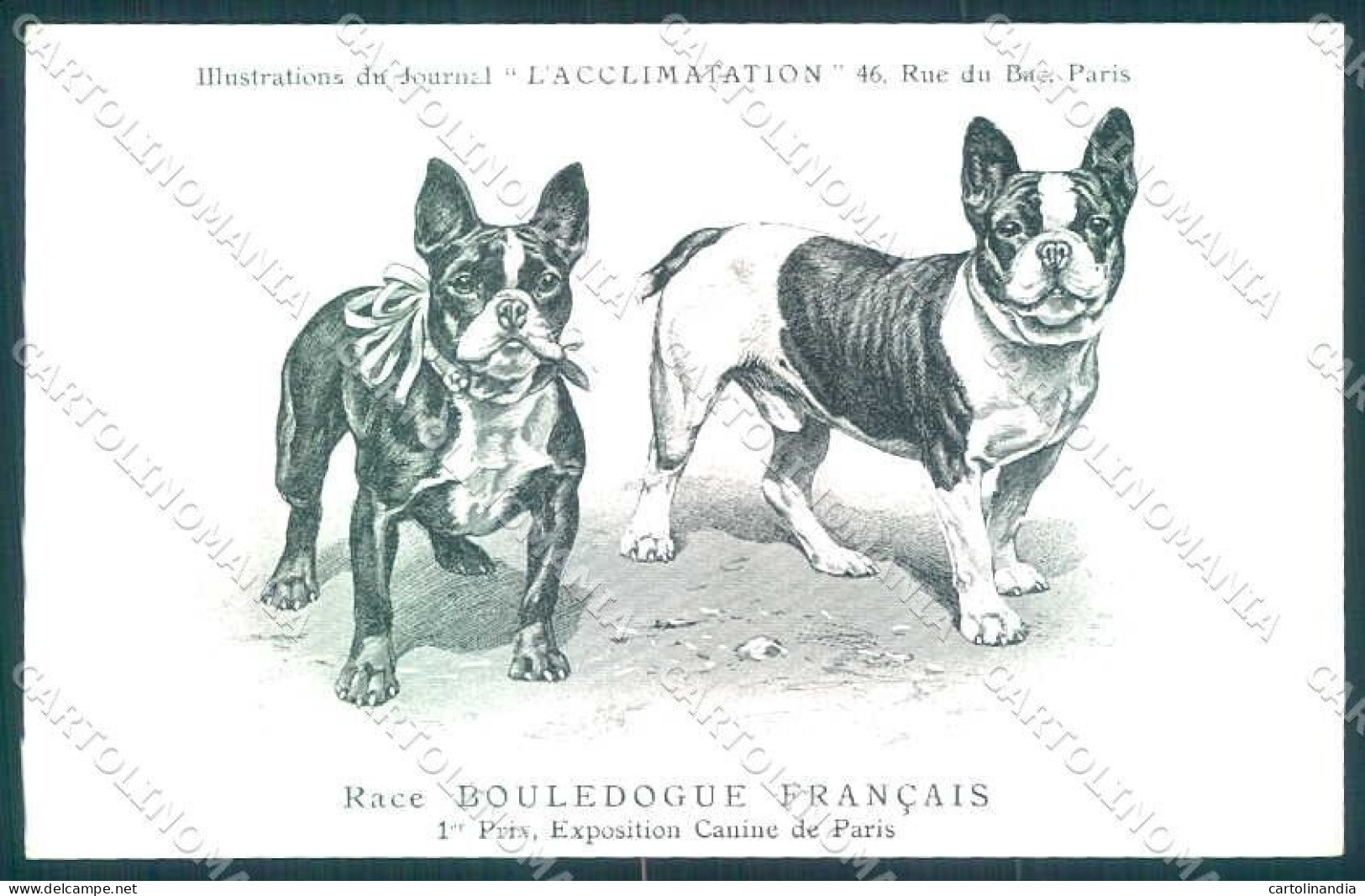 Animali Dog Cane French Bulldog Bouledogue Francais Postcard VK9538 - Sonstige & Ohne Zuordnung