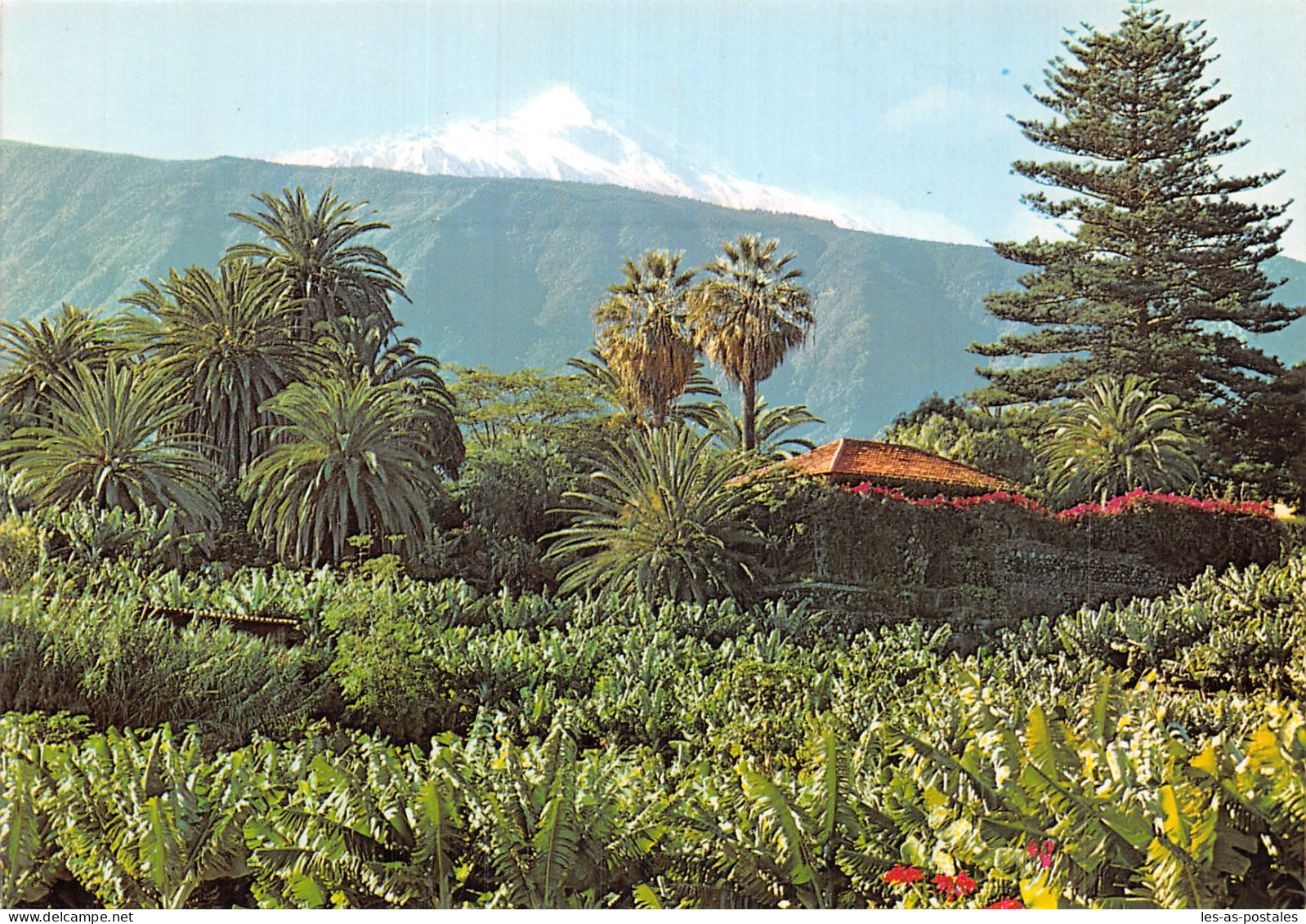 Espagne PLATANERAS TENERIFE - Tenerife