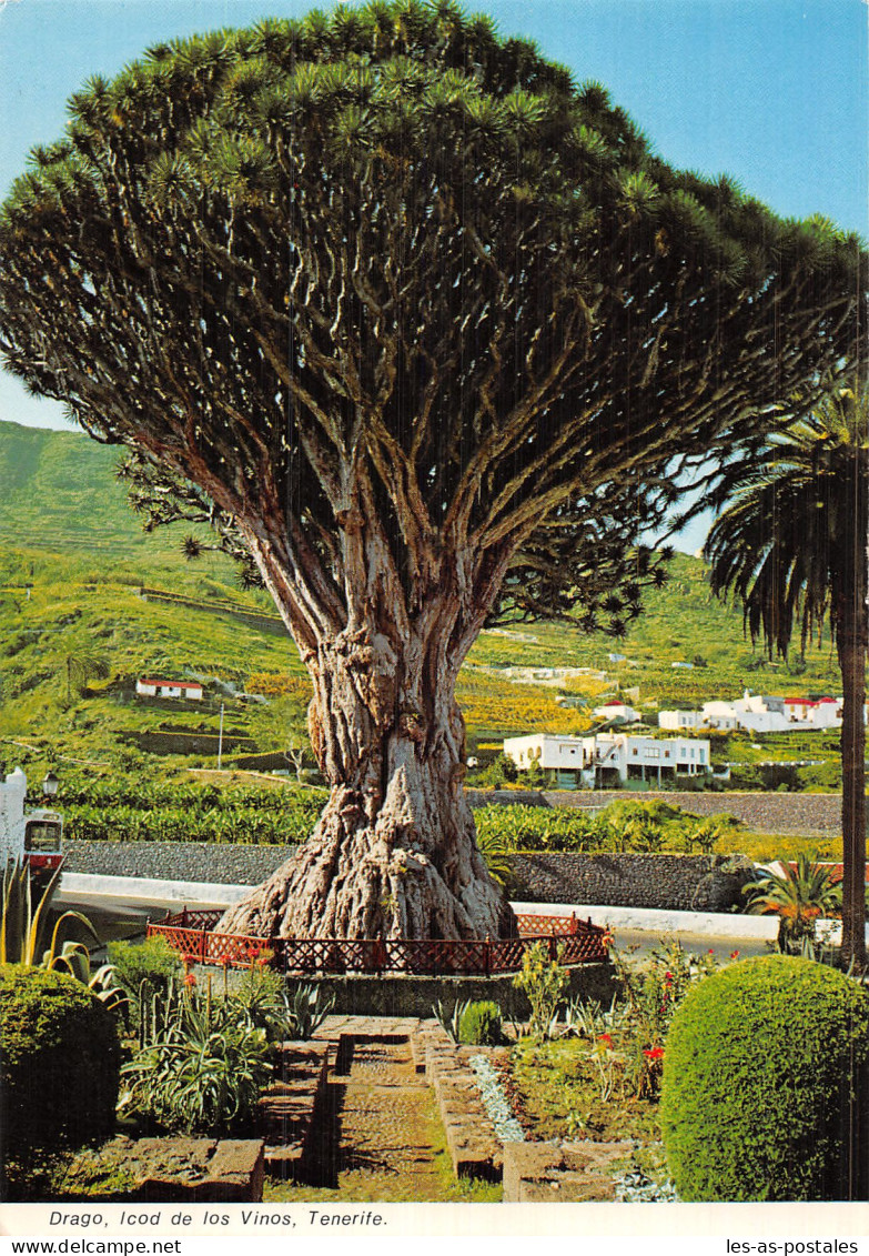 Espagne ISLAS CANARIAS TENERIFE - Tenerife