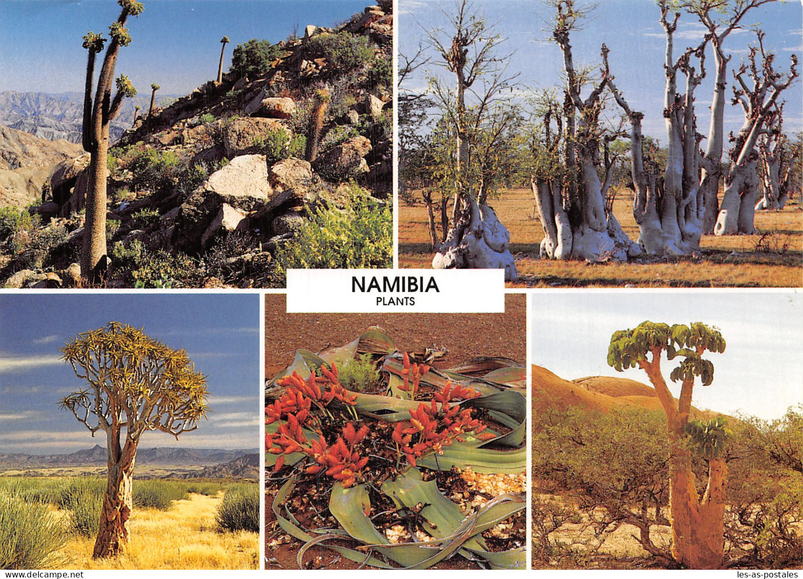 NAMBIA - Namibia