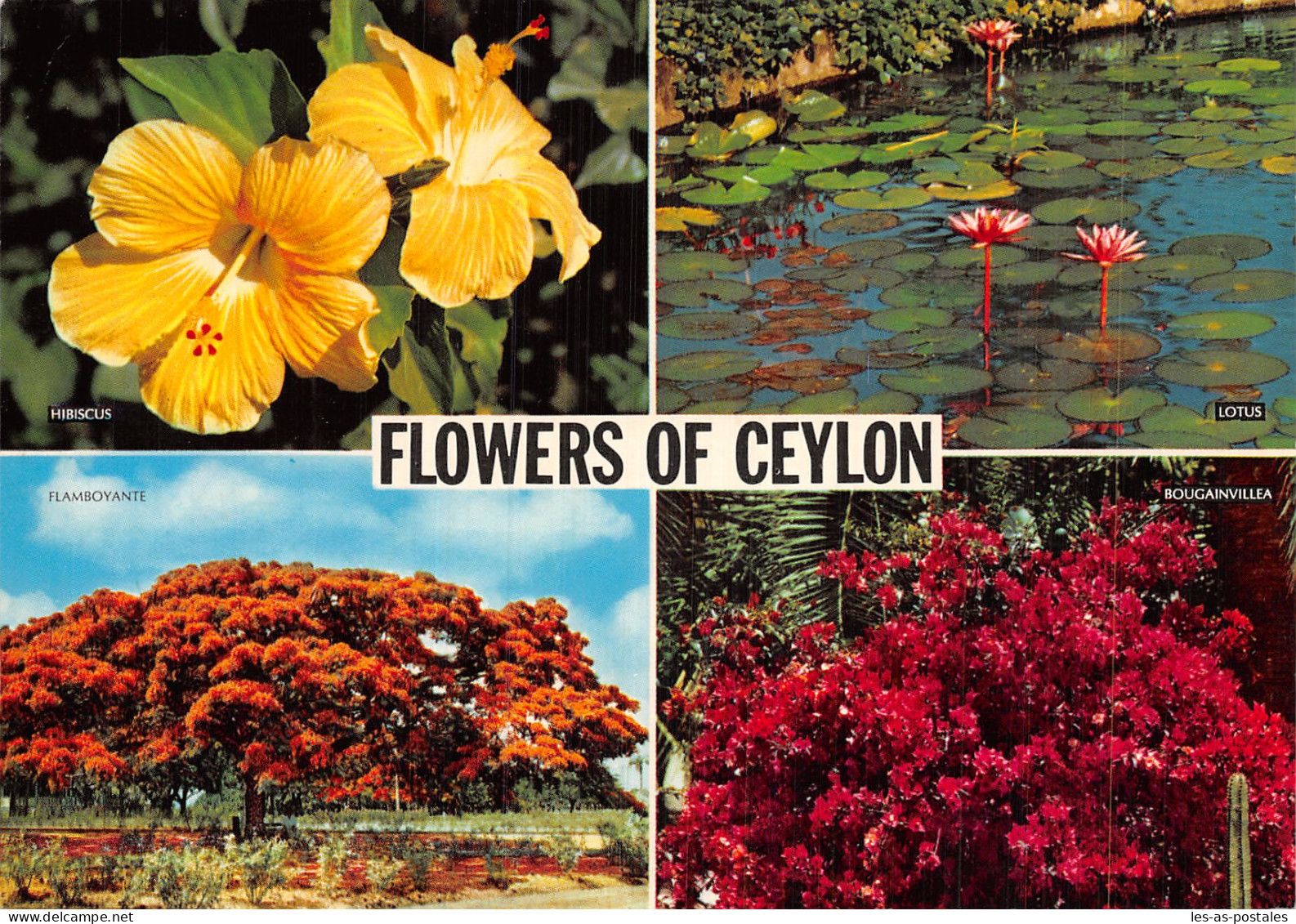 CEYLON FLOWERS - Sri Lanka (Ceylon)