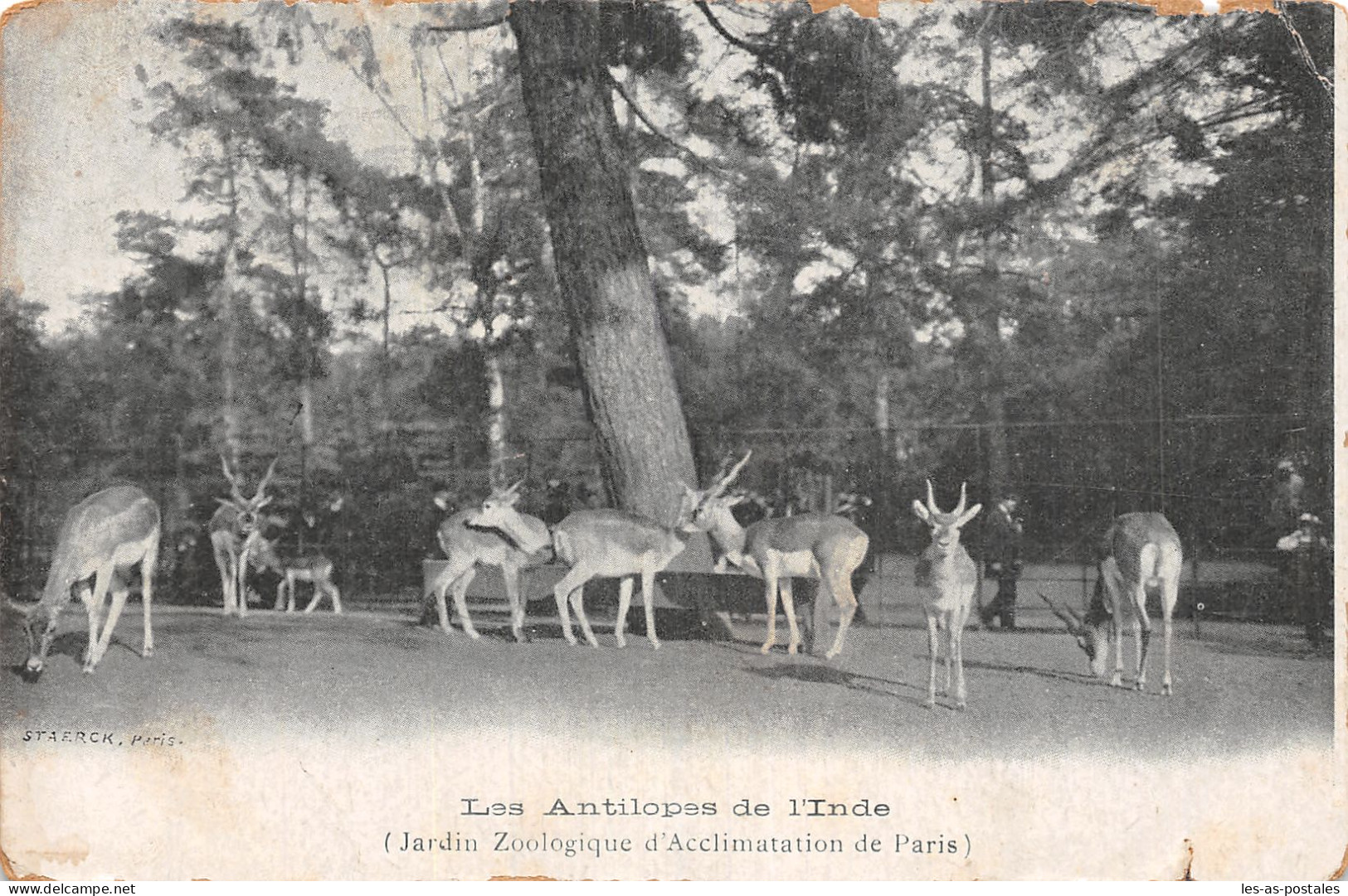 INDE LES ANTILOPES - Inde