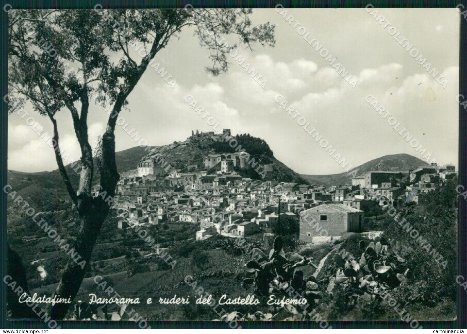 Trapani Calatafimi Foto FG Cartolina ZKM7923 - Trapani