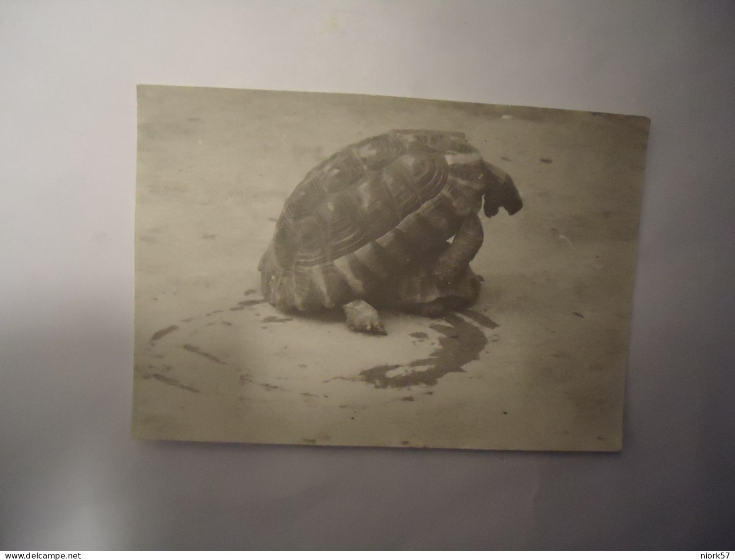 GREECE POSTCARDS  SMALL   1972 ANIMALS   TURTLES - Tortues