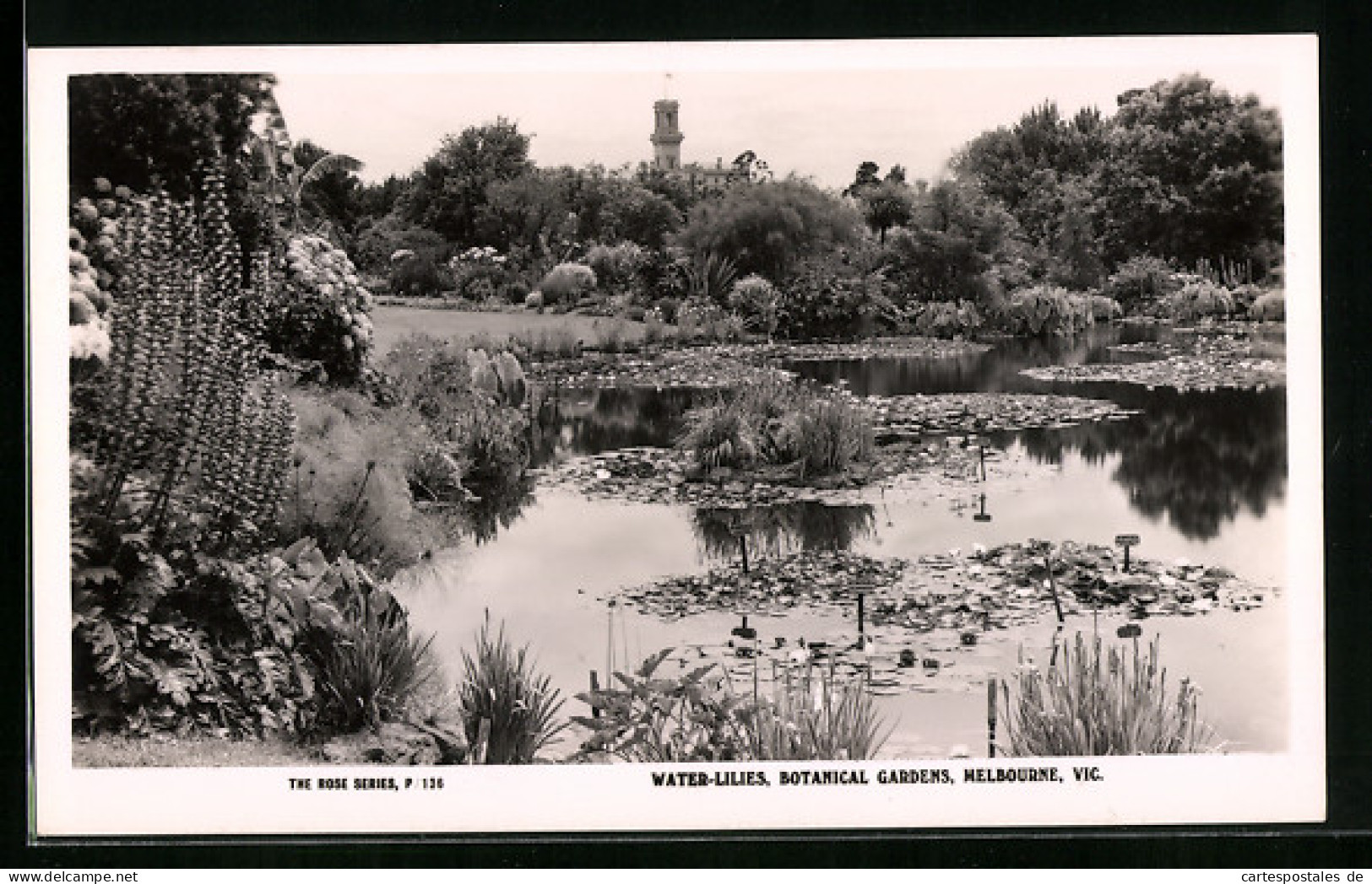 AK Melbourne, Water-Lilies, Botanical Gardens  - Melbourne