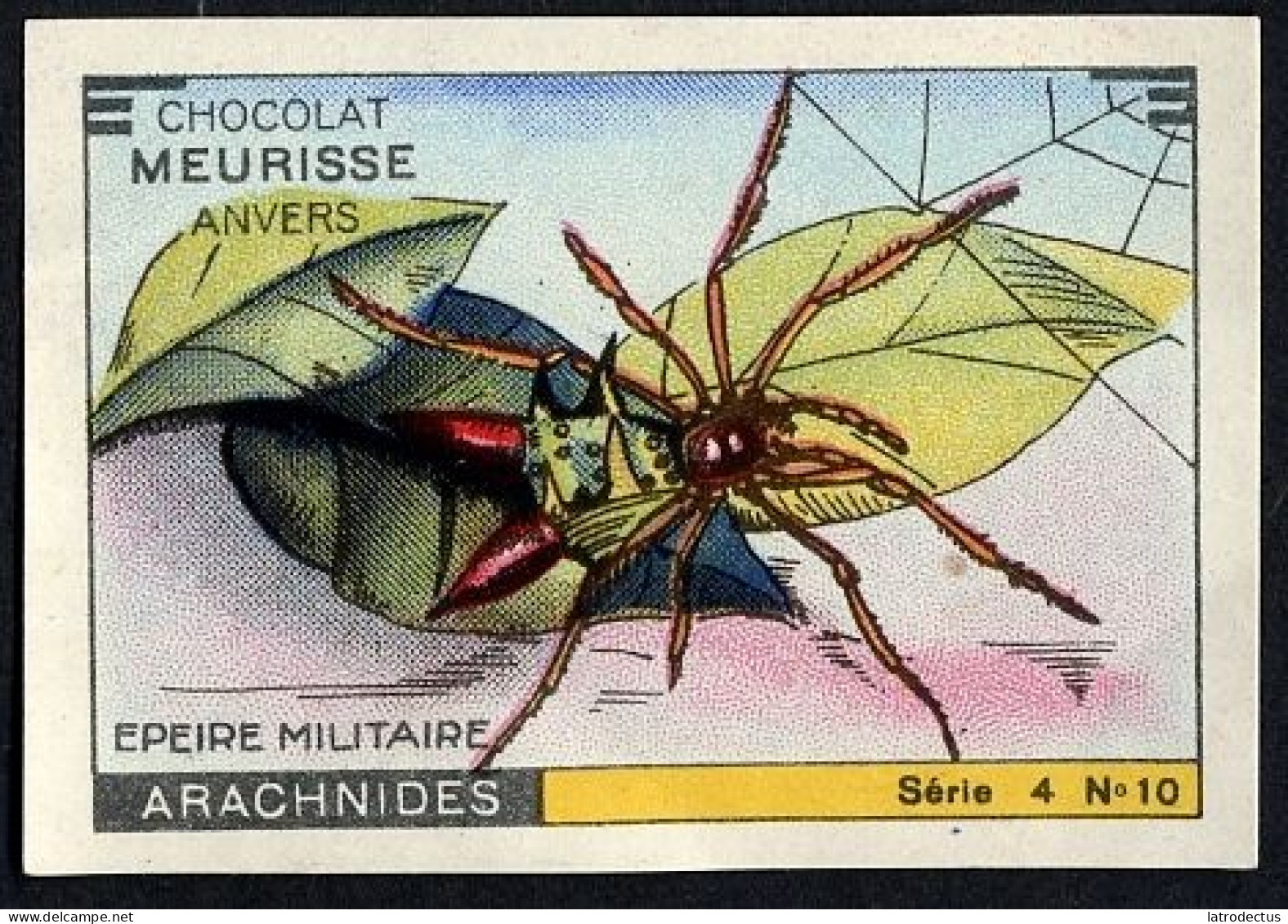 Meurisse - Ca 1930 - 4 - Les Arachnides, Arachnids - 10 - Epeire Militaire, Spider - Autres & Non Classés