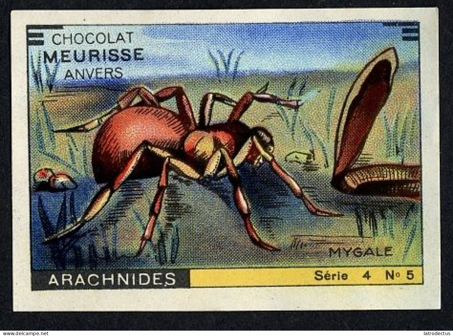 Meurisse - Ca 1930 - 4 - Les Arachnides, Arachnids - 5 - Mygale, Spider - Sonstige & Ohne Zuordnung