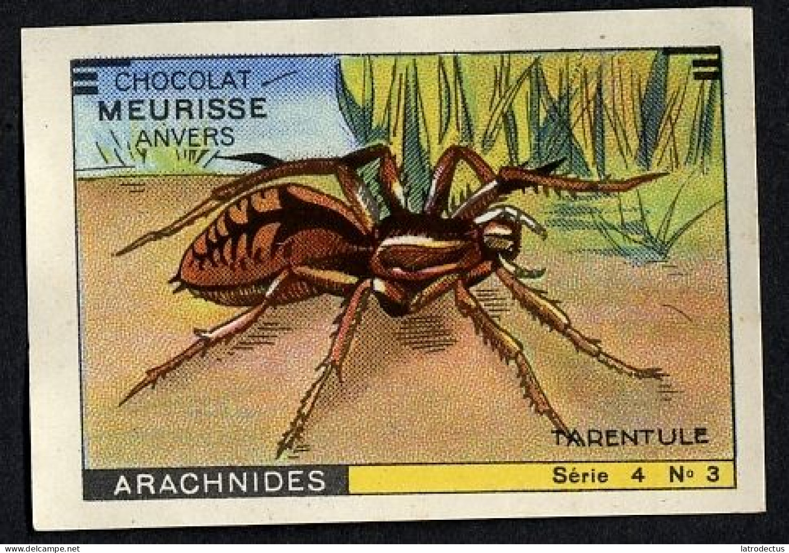 Meurisse - Ca 1930 - 4 - Les Arachnides, Arachnids - 3 - Tarentule, Spider - Otros & Sin Clasificación