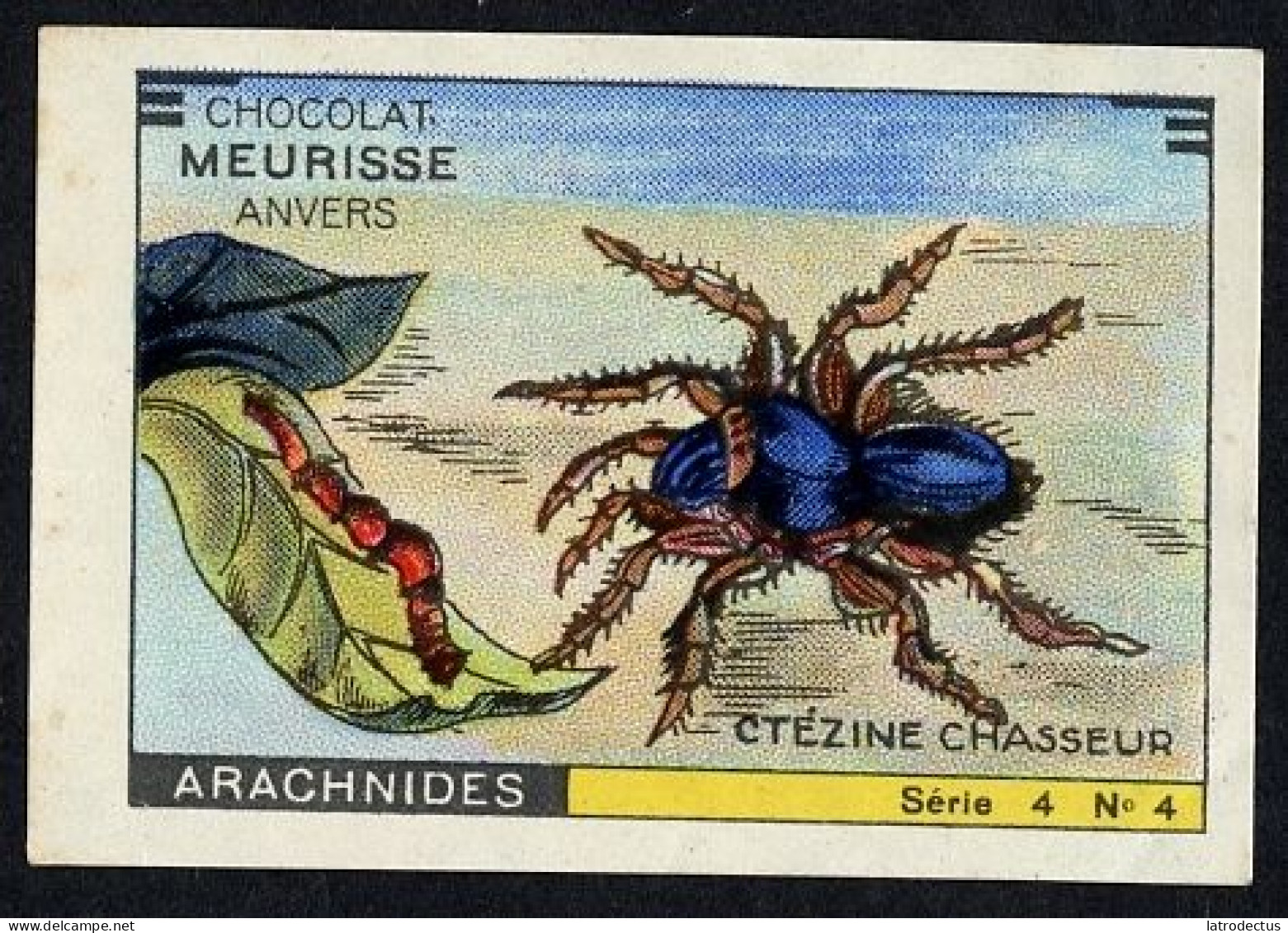 Meurisse - Ca 1930 - 4 - Les Arachnides, Arachnids - 4 - Ctézine Chasseur, Spider - Sonstige & Ohne Zuordnung