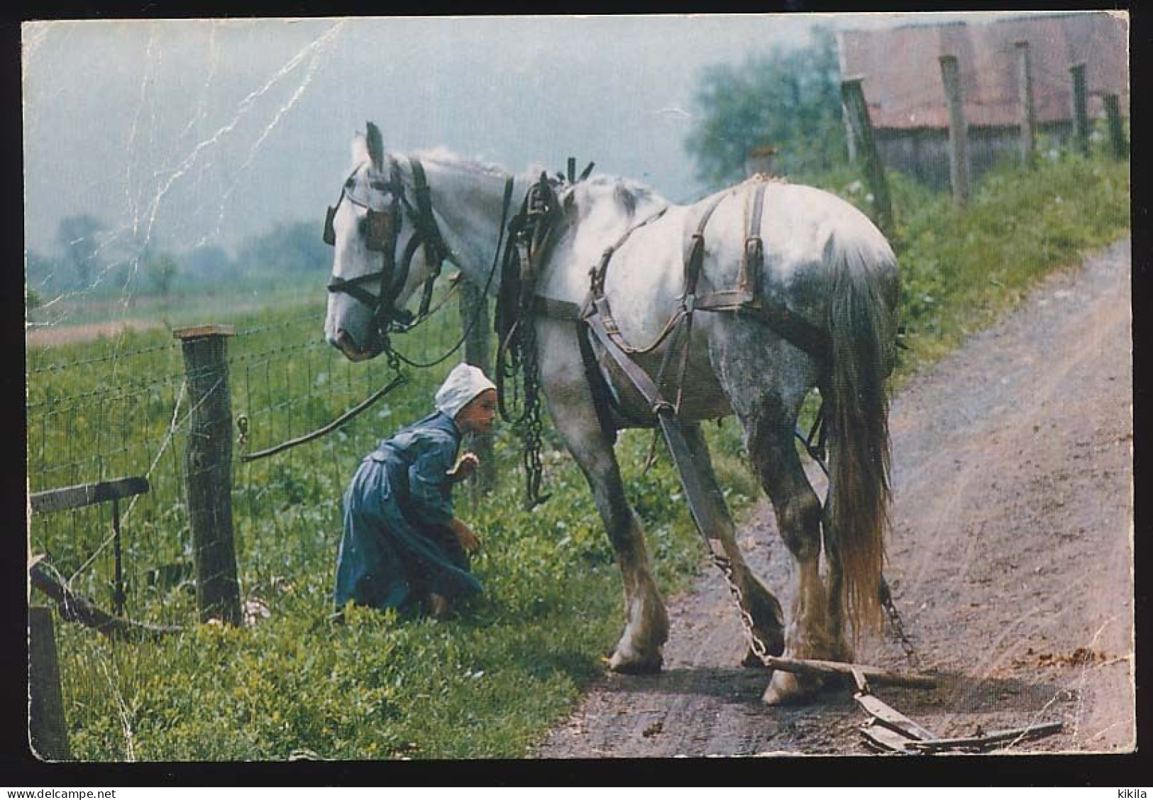 CPSM 9 X 14 Etats Unis USA (169) Amish Children Across America  - Minding The Horse. Little Girl Looks After Horse,... - Autres & Non Classés