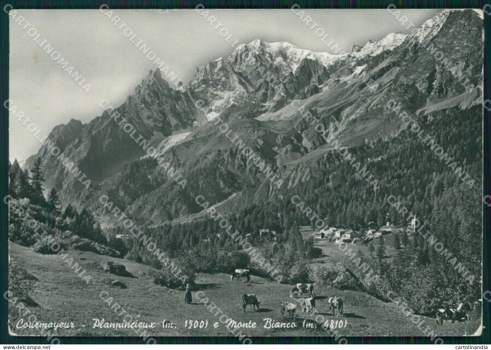 Aosta Courmayeur Planpincieux Monte Bianco Mucche PIEGHINE Foto Cartolina KB5168 - Aosta