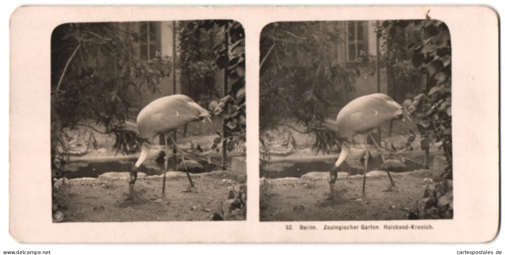 Stereo-Fotografie NPG, Berlin, Ansicht Berlin, Halsband Kranich Im Zooligischen Garten  - Stereoscopic