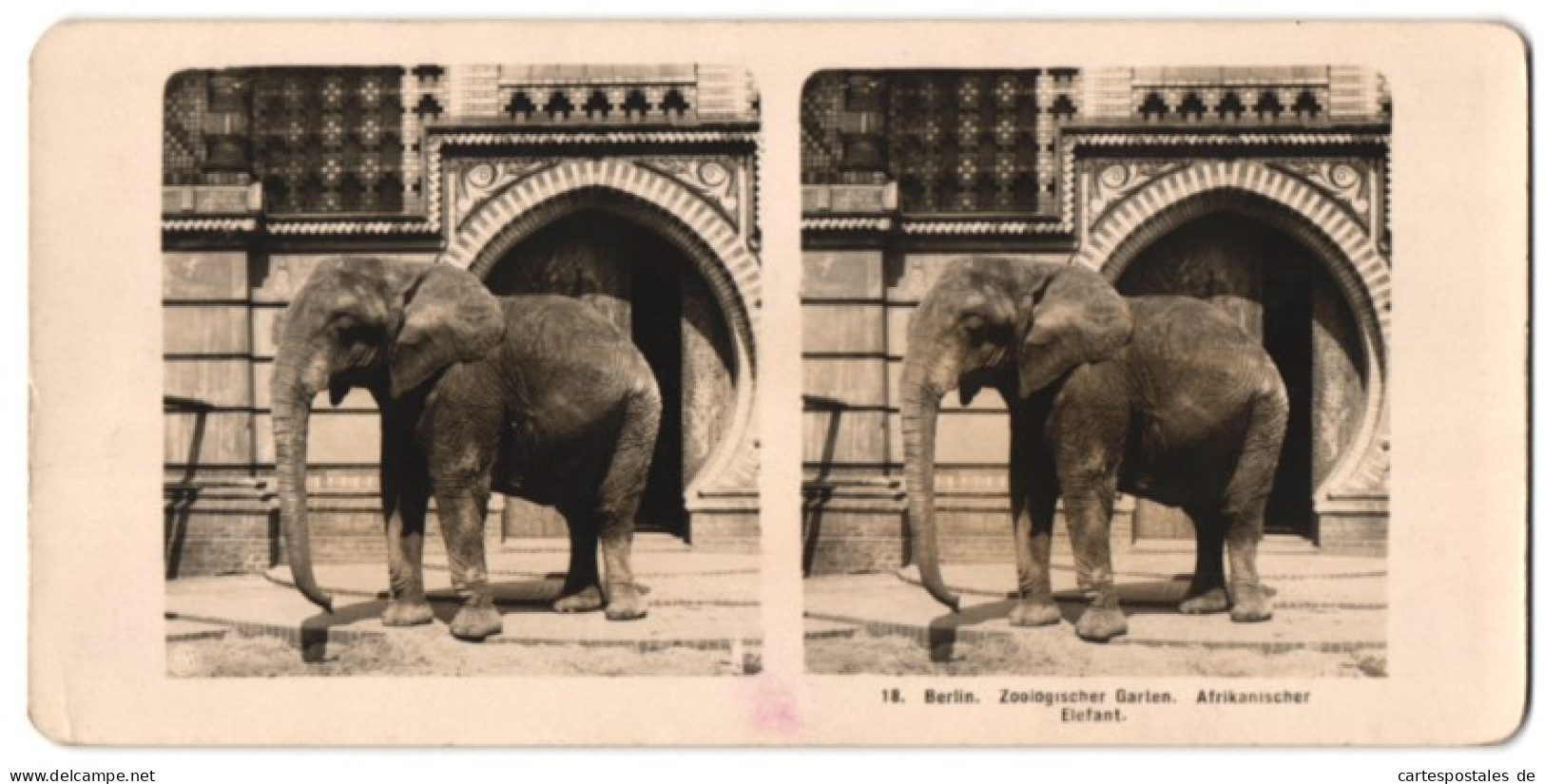 Stereo-Fotografie NPG, Berlin, Ansicht Berlin, Afrikanischer Elefant Im Zoologischen Garten  - Stereoscopio