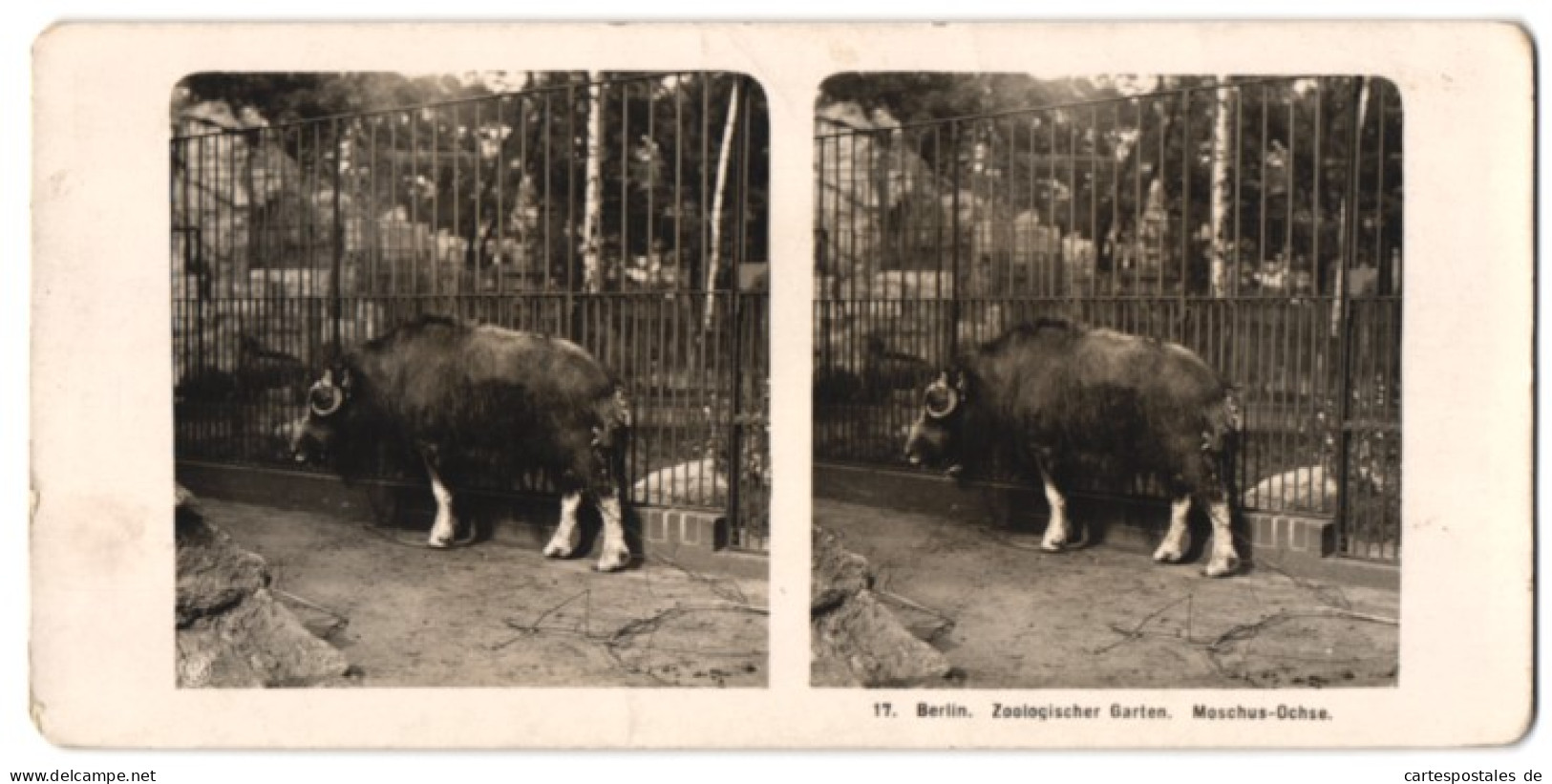 Stereo-Fotografie NPG, Berlin, Ansicht Berlin, Zoologischer Garten, Moschus Ochse Im Gehege  - Stereoscopio