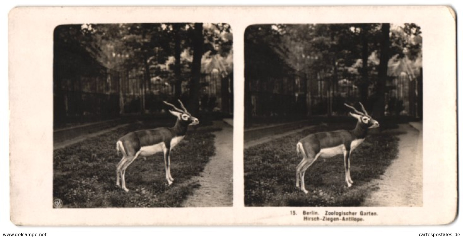 Stereo-Fotografie NPG, Berlin, Ansicht Berlin, Hirsch-Ziegen-Antilope Im Zoologischen Garten  - Stereoscopio