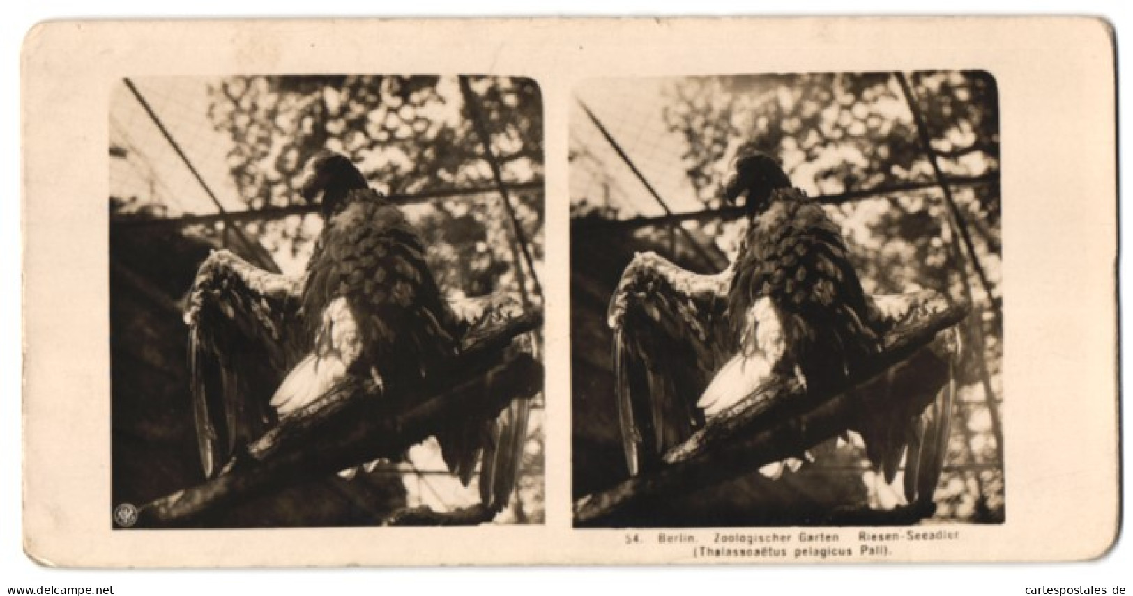 Stereo-Fotografie NPG, Berlin, Ansicht Berlin, Zooligischer Garten, Riesen-Seeadler (Thalassoaetus Pelagicus Pall)  - Stereoscopic