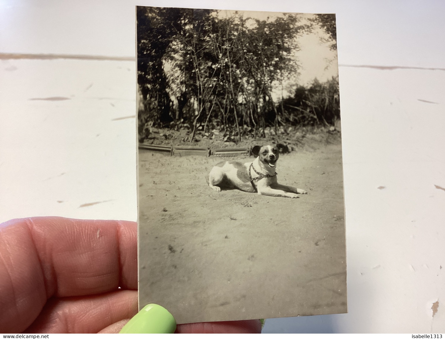 Photo Snapshot 1930 Cannes Chien Devant Sa Maison Allongé - Anonyme Personen