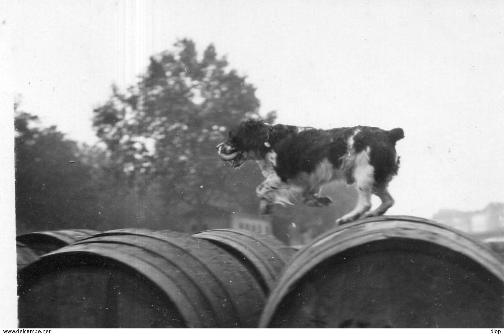 Photographie Photo Vintage Snapshot Tonneau Chien Dog Animal Animaux  - Sonstige & Ohne Zuordnung
