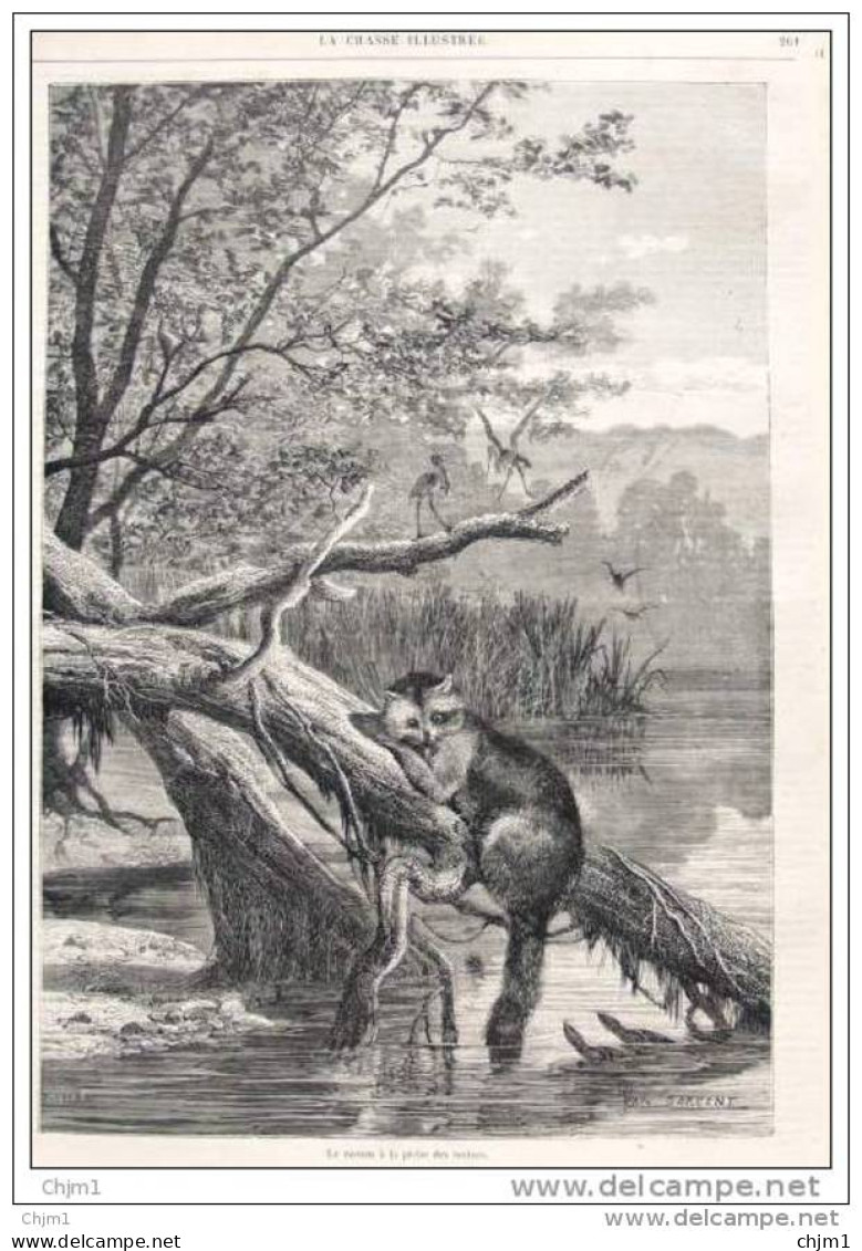 Waschbär - Racoon  - Gravure Yan Dargent - Page Original 1870 - Ohne Zuordnung