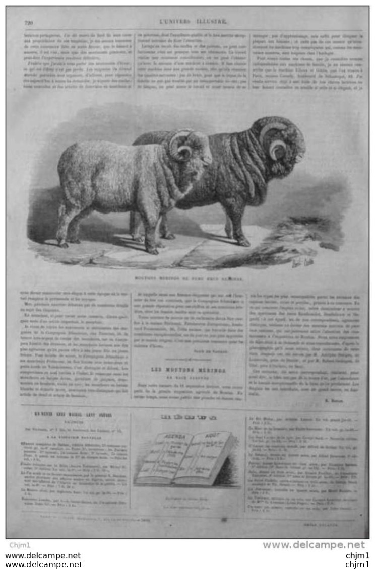 Moutons Mérinos De Pure Race Saxonne - Page Original 1870 - Historische Dokumente
