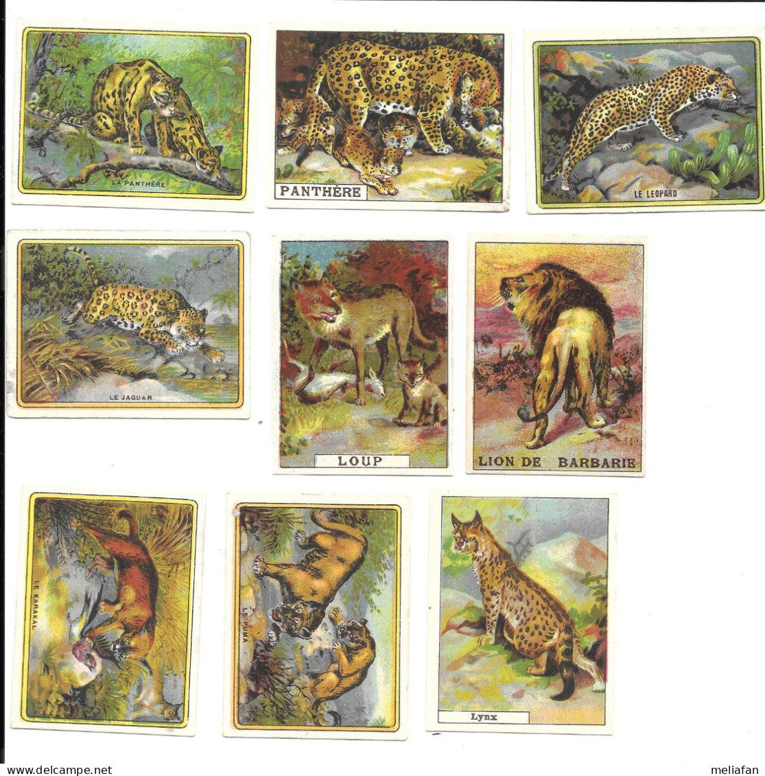 CT05 - CHROMOS CHOCOLAT UNION - JAGUAR LOUP PANTHERE LEOPARD LION PUMA LYNX KARAKAL - Sonstige & Ohne Zuordnung