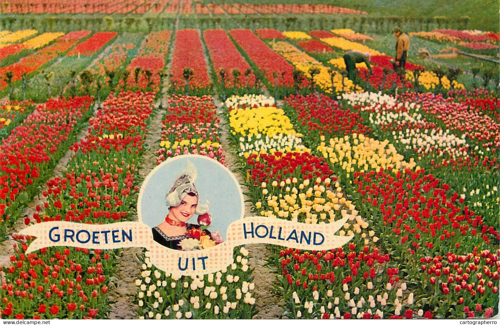 Groeten Uit Netherlands Flower Decoration Tulips Field - Fleurs