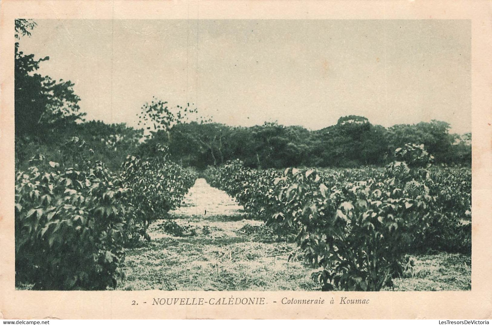 NOUVELLE CALEDONIE - Cotonneraie à Koumac - Carte Postale Ancienne - Nouvelle-Calédonie