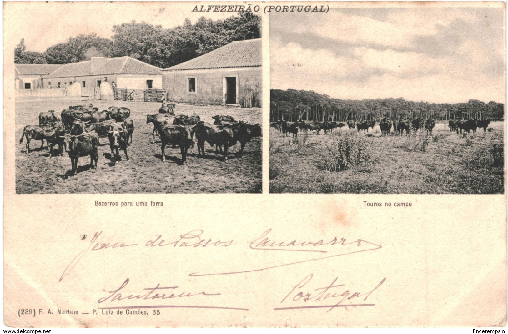 CPA Carte Postale  Portugal Alfeizerão  Bezerros Para Uma Ferra   Touros No Campo VM79819ok - Leiria