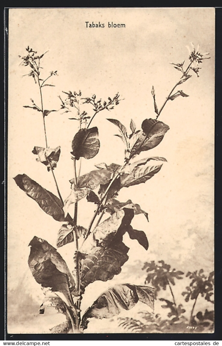 AK Blühende Tabakpflanze  - Culture