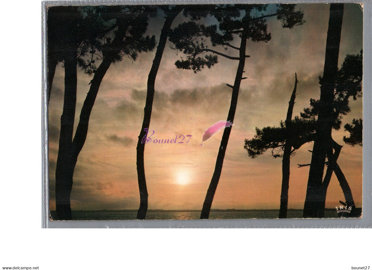 Un Jolie Coucher De Soleil A Travers Les Arbres Pins Au Fond La Mer 1971 - Hold To Light