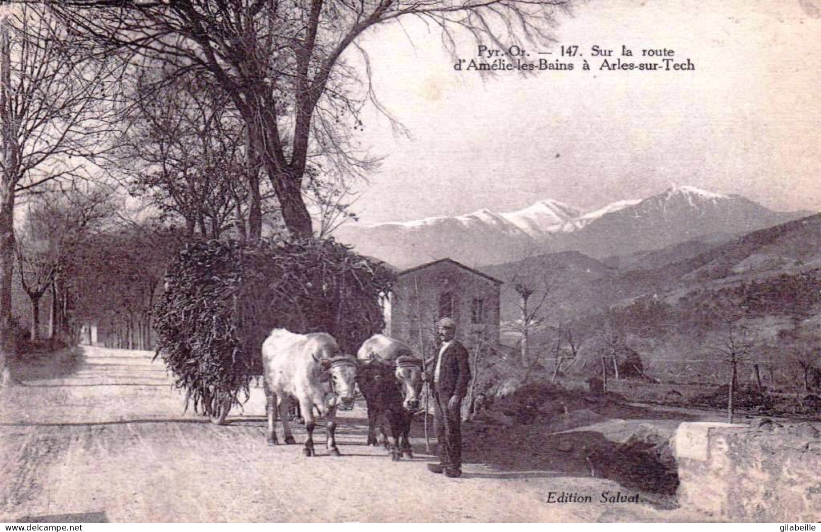 66 - Pyrénées Orientales -   ARLES Sur TECH - Sur La Route D Amelie Les Bains - Attelage De Boeufs - Autres & Non Classés