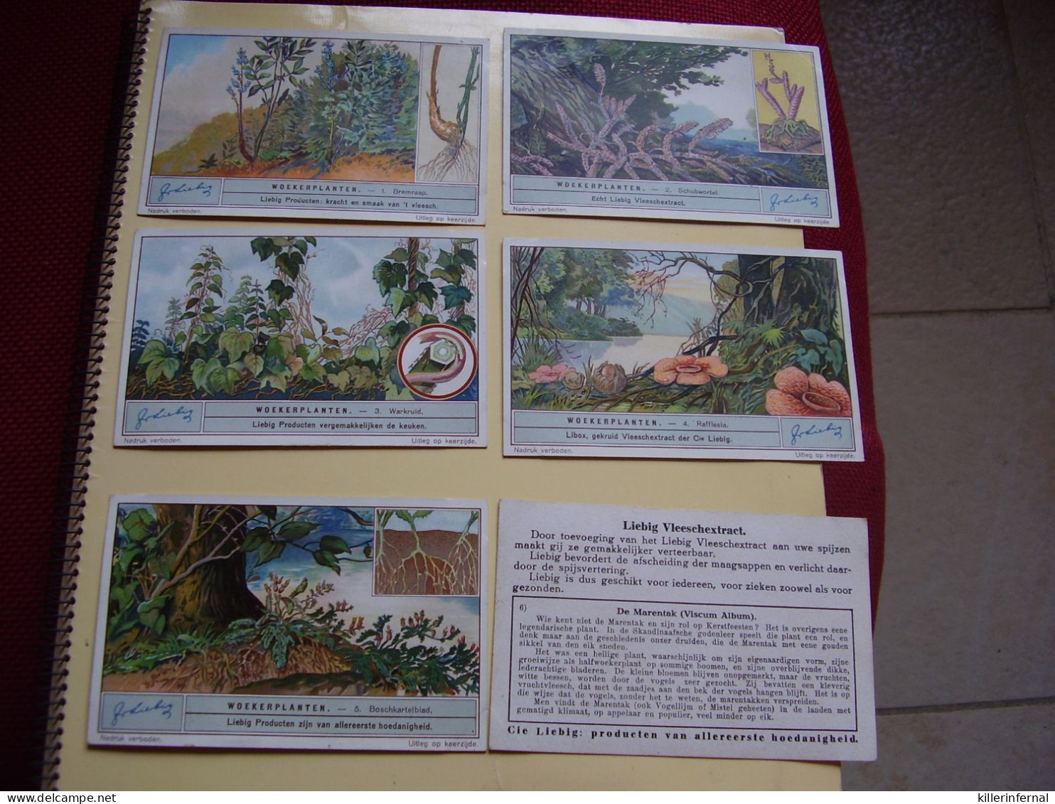Original Old Cards Chromos Liebig S 1265 Plantes Parasites Complet - Liebig