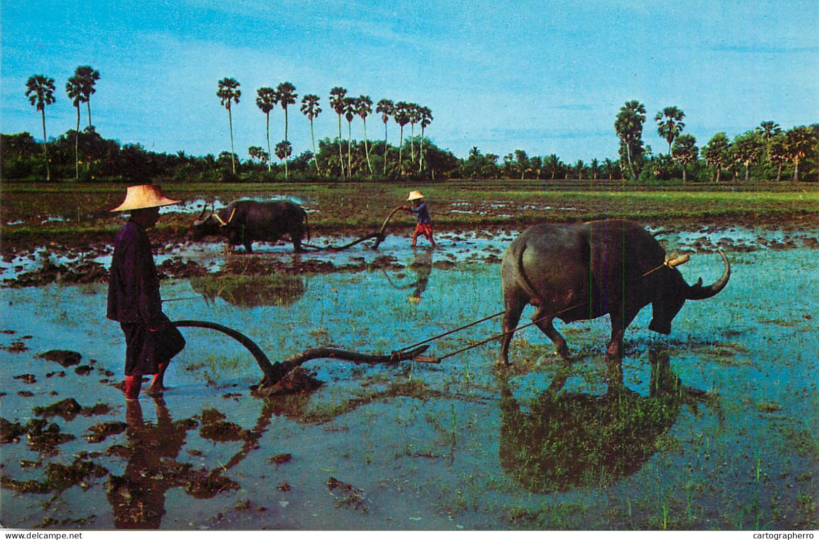 Thailand Thai Farmers Plough The Rive Fields With Buffalos - Thaïland