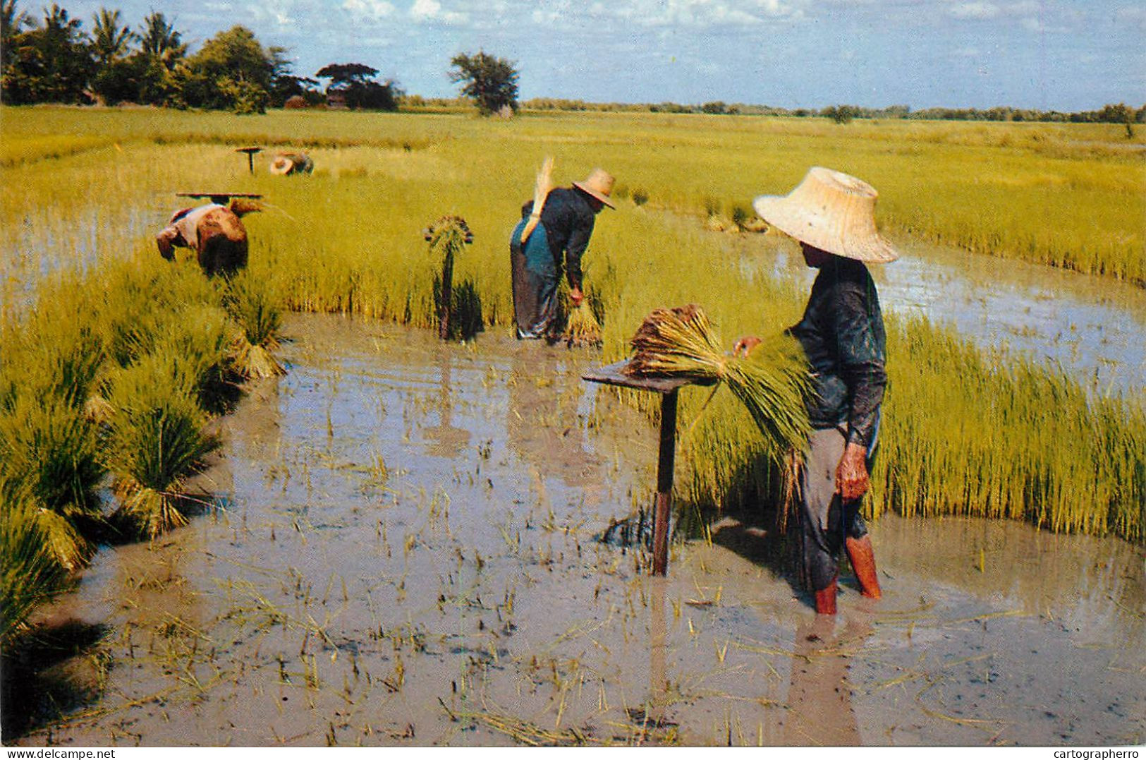 Thailand Thai Farmers Pull Rice Sprout For Transplanting On The Rice Fields - Thaïlande