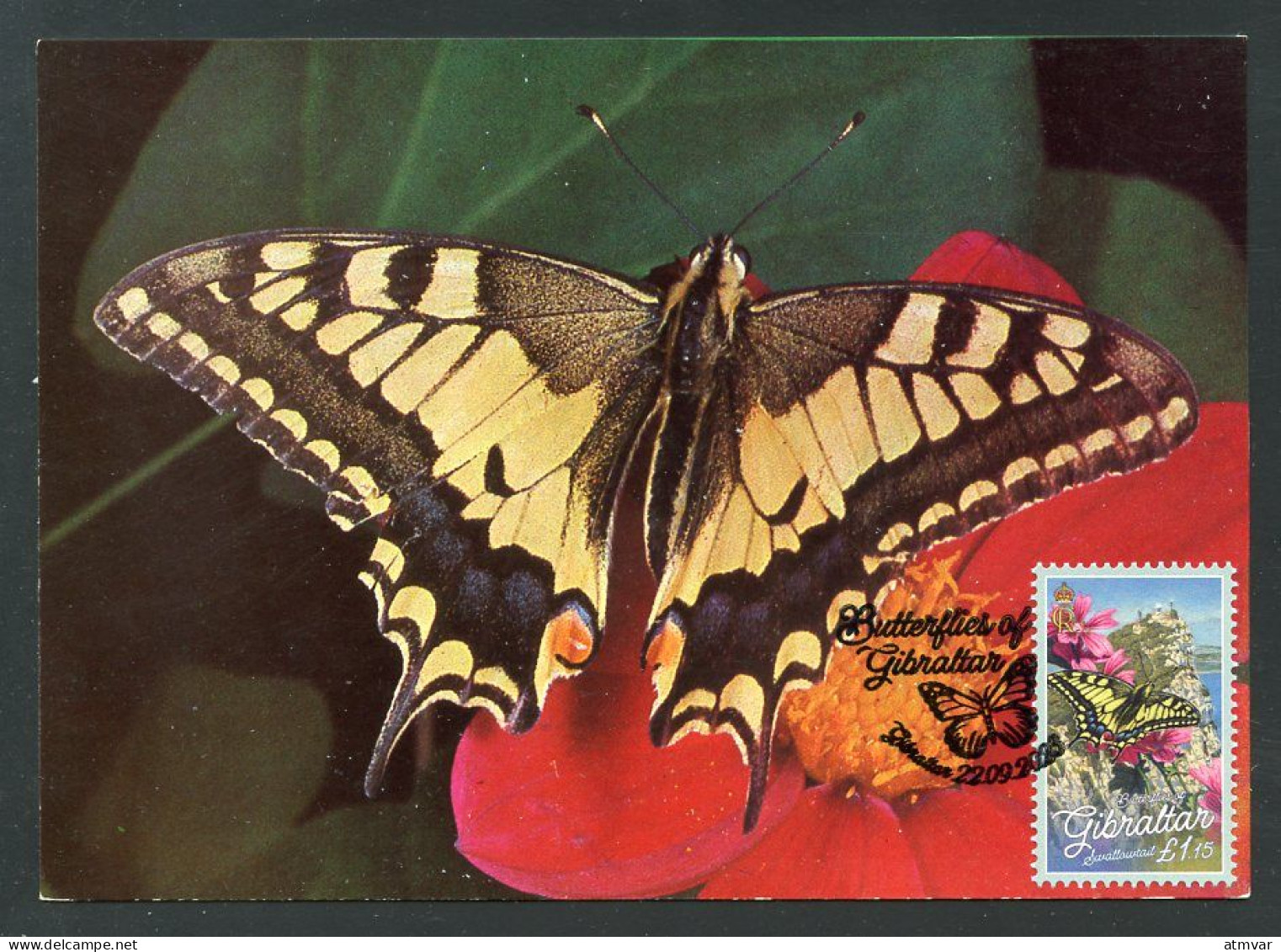 GIBRALTAR (2023) Carte Maximum Card - Butterflies, Papillon, Swallowtail, Papilio Machaon, Schwalbenschwanz, Porte-queue - Gibilterra