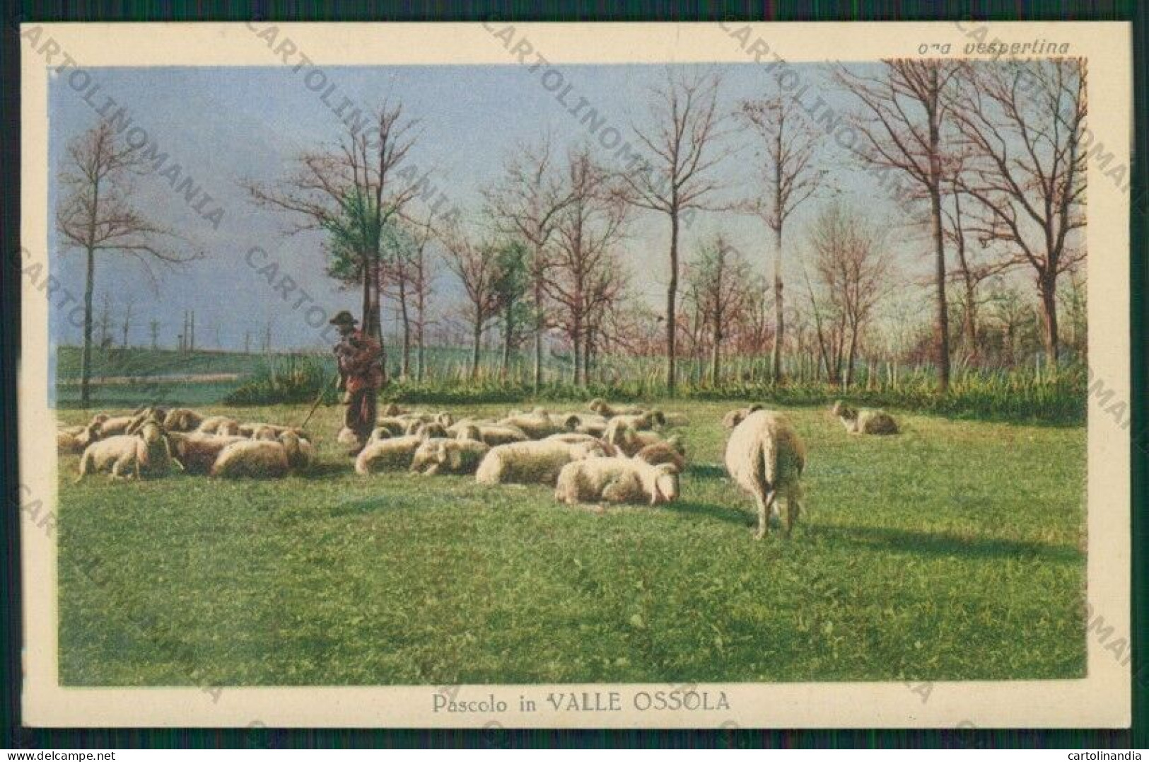 Verbania Val D'Ossola Pascolo Cartolina ZC5906 - Verbania