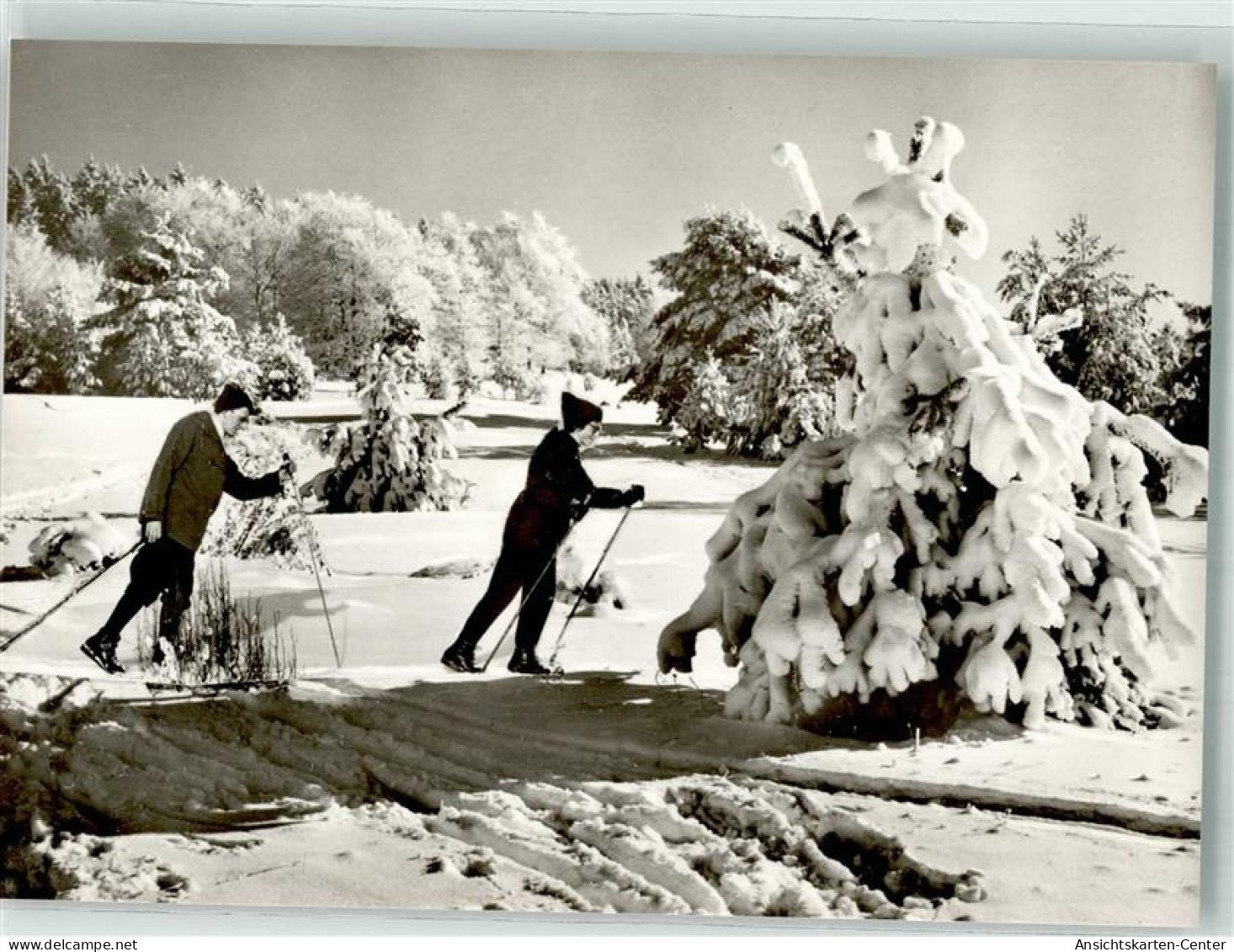 39835504 - Ski Langlauf - Winter Sports