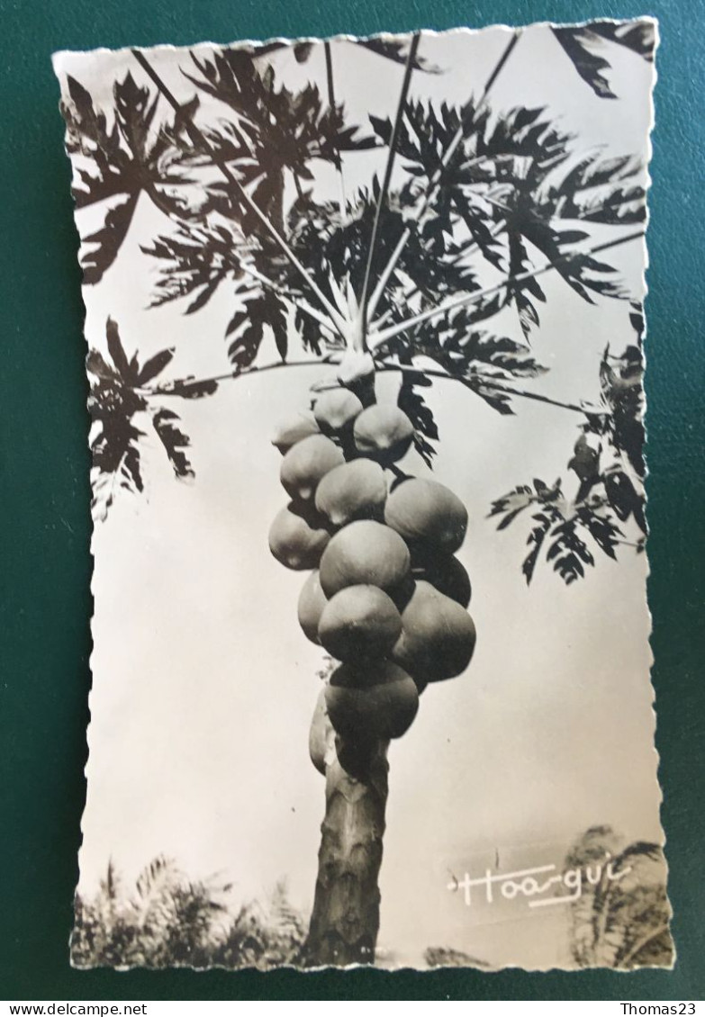 Fruit Du Papayer, Ed Simarro, N° 786 - Gabun