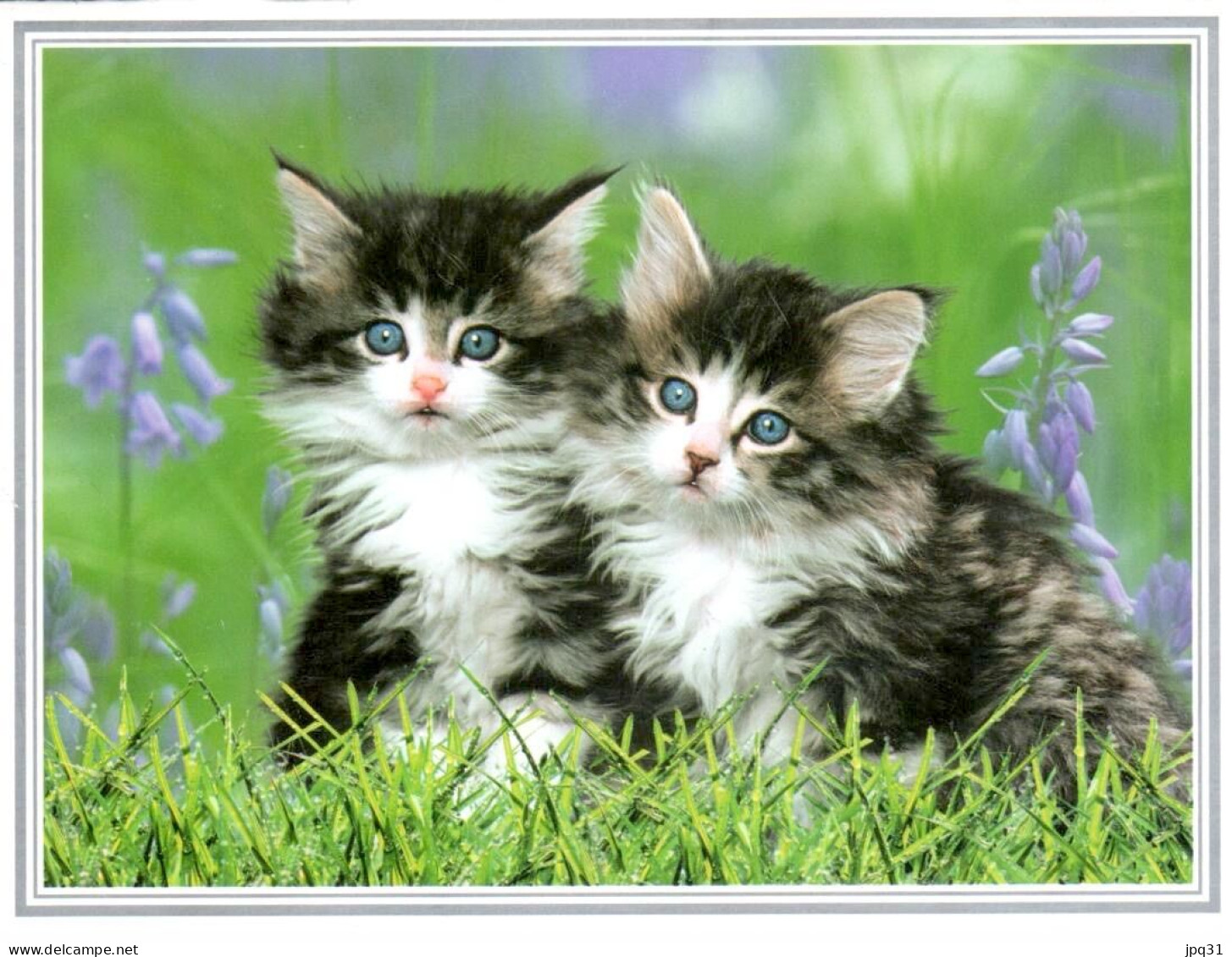 Carte Double IFAW - Chatons - Ref 28NA1-F2 - Gatti