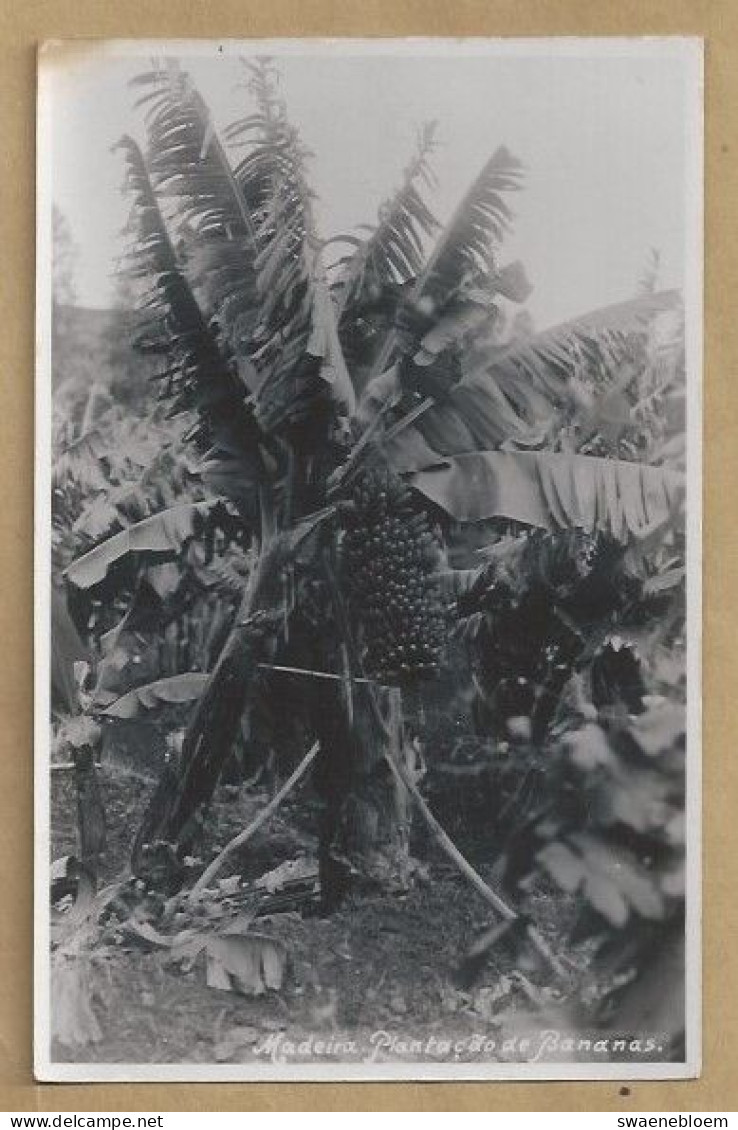 PT.- PORTUGAL. MADEIRA. PLANTACAO DE BANANAS. ONGELOPEN - Madeira