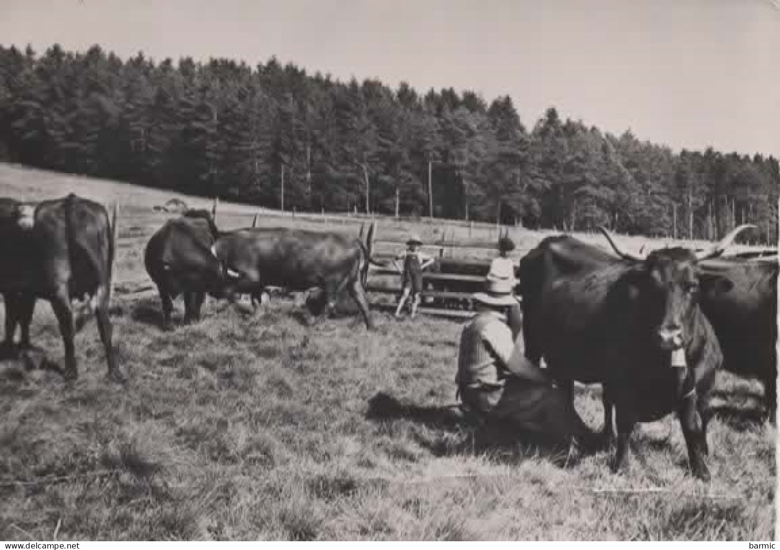 HAUTE AUVERGNE, LA TRAITE DES VACHES EN MONTAGNE  REF 15667 - Cows