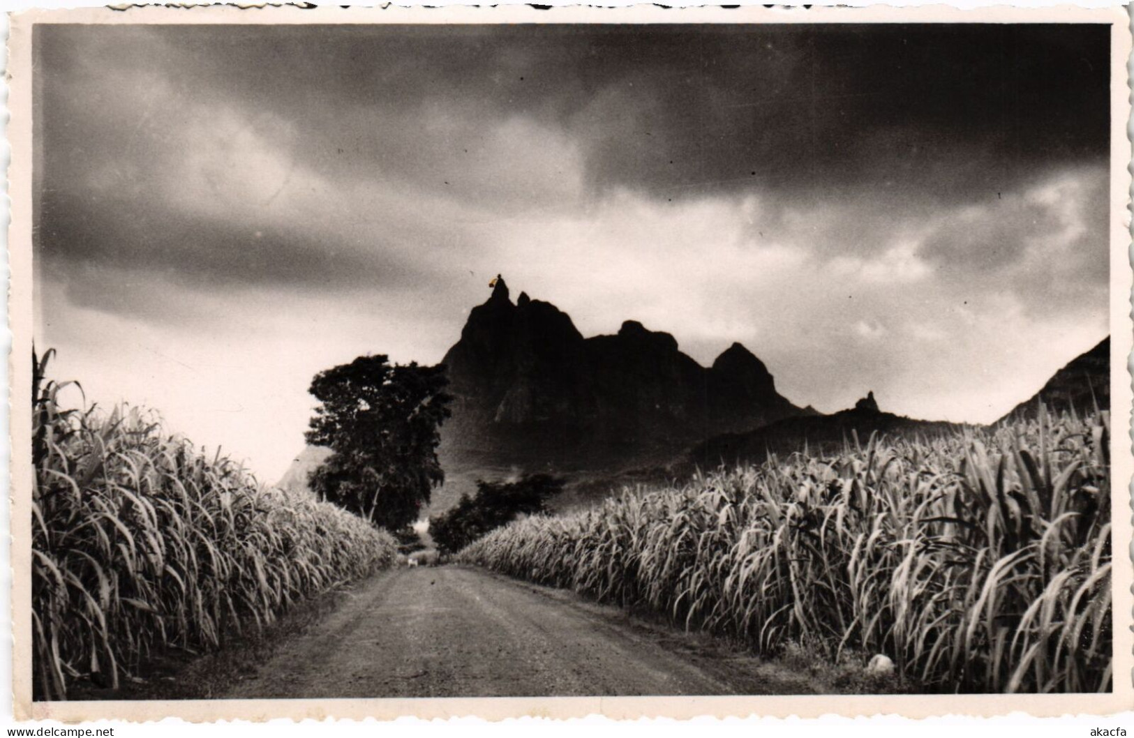 PC MAURITIUS UN ASPECT DU PIETER BOTH REAL PHOTO POSTCARD (a53757) - Maurice