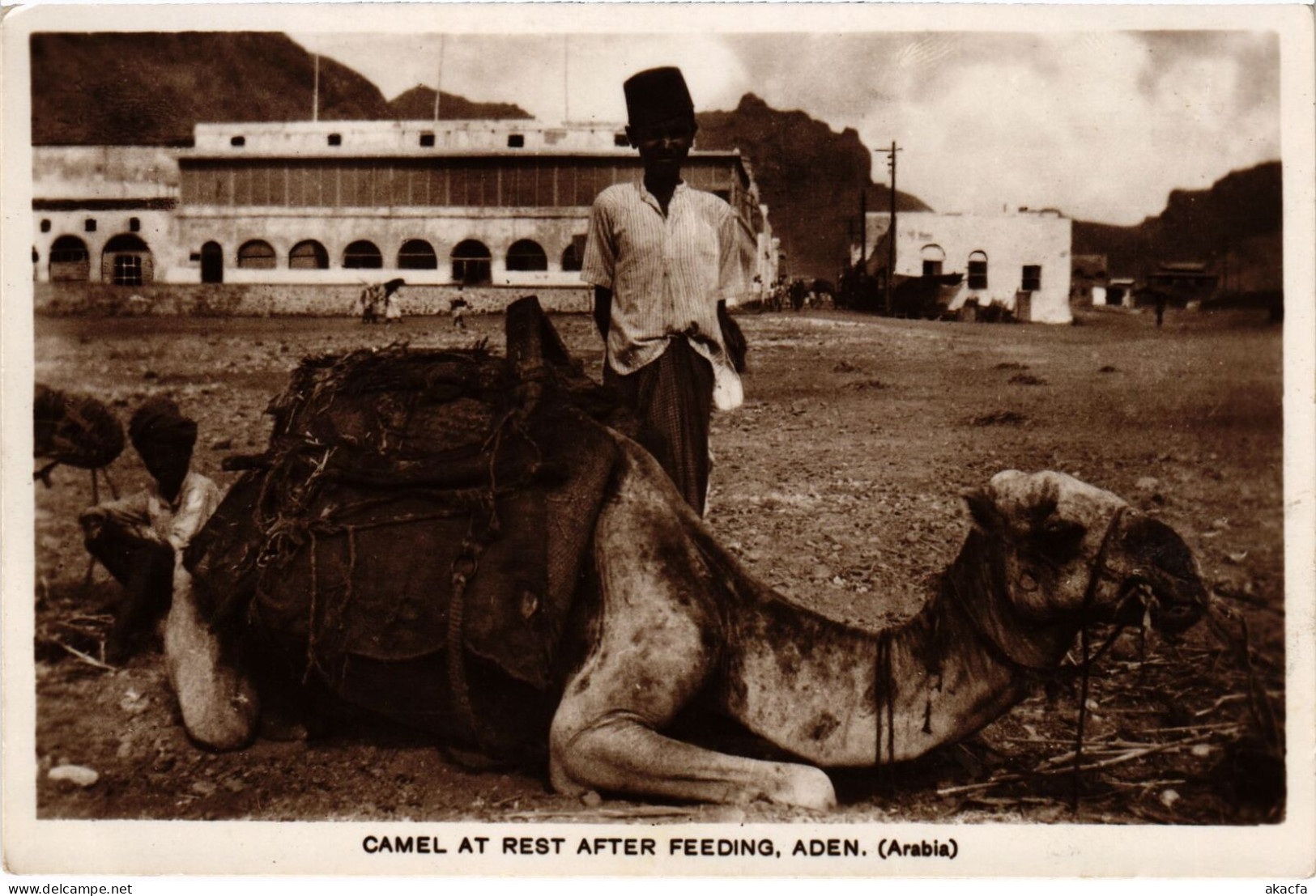 PC YEMEN ADEN CAMEL AT REST AFTER FEEDING REAL PHOTO POSTCARD (a53187) - Jemen