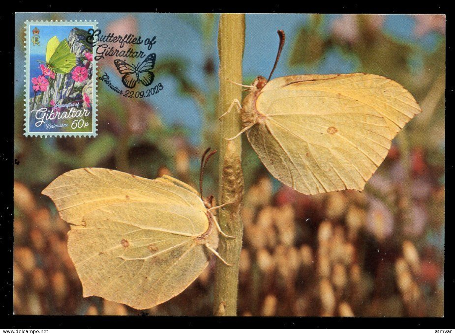 GIBRALTAR (2023) Carte Maximum Card - Butterflies, Papillon, Brimstone, Gonepteryx Rhamni, Citron, Zitronenfalter - Gibilterra