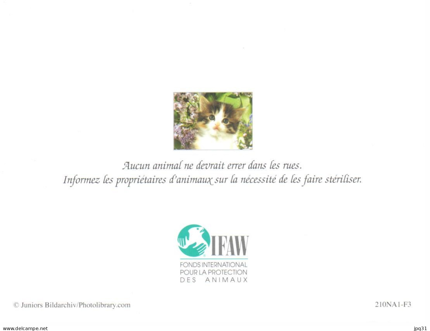 Carte Double IFAW - Chaton - Ref 210NA1-F3 - Chats