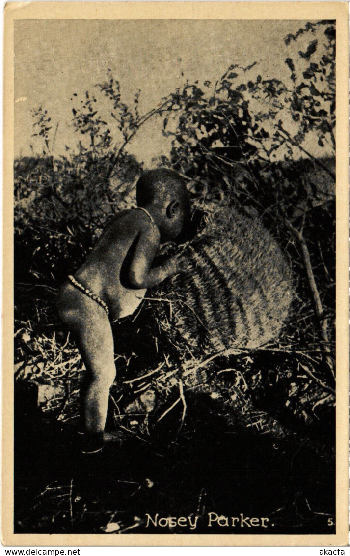 PC AFRICA, SOUTH AFRICA, NOSEY PARKER, Vintage Postcard (b53106) - South Africa