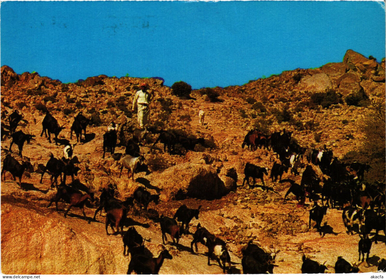 PC SAUDI ARABIA, WEST REGION, HERDS IN THE DESERT, Modern Postcard (b52898) - Saudi-Arabien