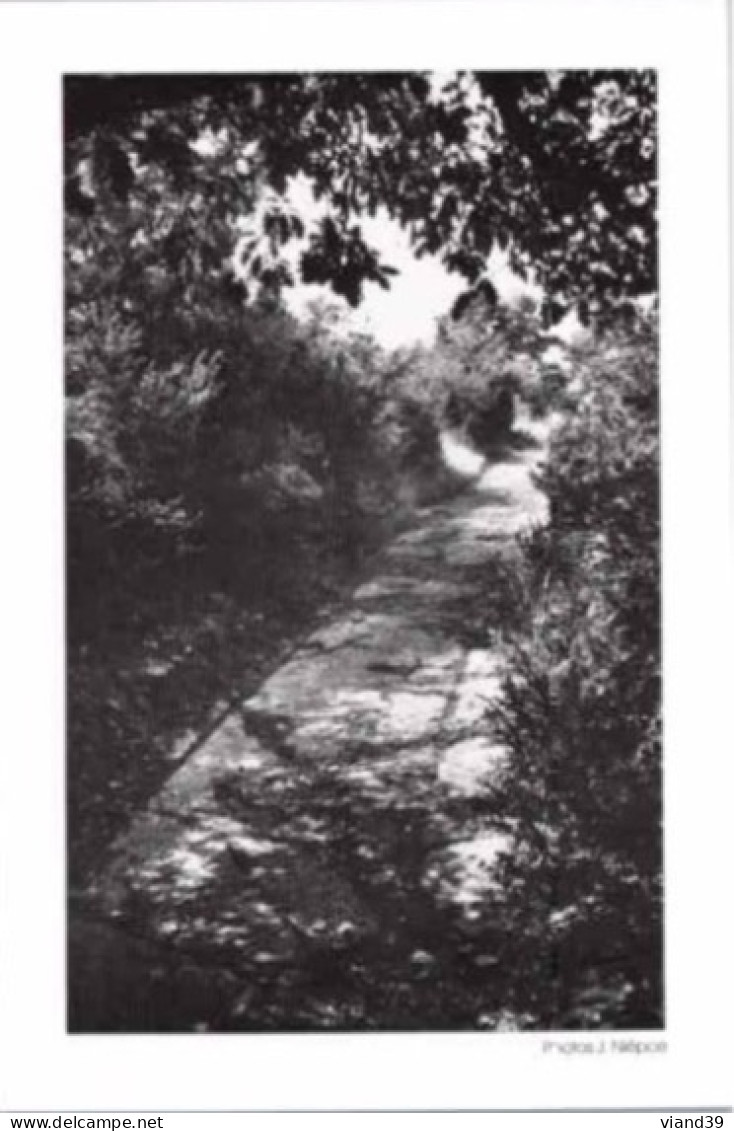 " Chemin Dallé En Mont Morin "  -  Photo De  J. Niepce. .  1984.  Edité Par Les Amis De Rully ( 71 ) - Fotografía