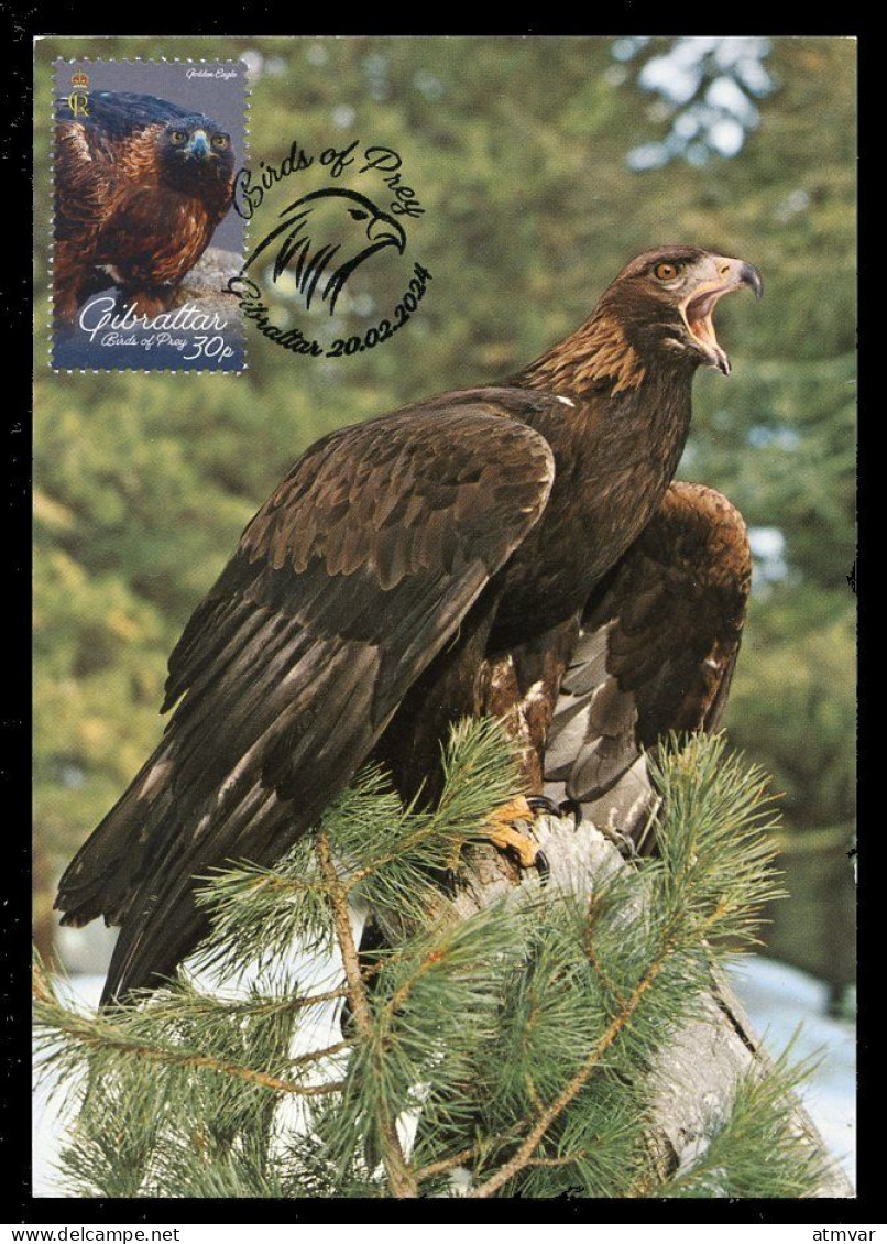 GIBRALTAR (2024) Carte Maximum Card - Birds Of Prey - Golden Eagle, Aquila Chrysaetus, Aigle Royal, Steinadler, Rapaces - Gibraltar