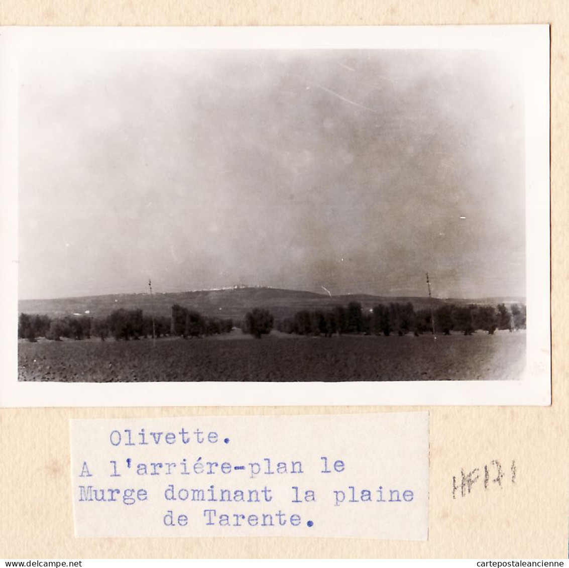 26772 / ⭐ ♥️ MURGE Oliveto Pianura Taranto 1955 Italia Puglia 2 Fotografie 10x7 MURGE Dominant Plaine TARENTE OLIVETT - Places